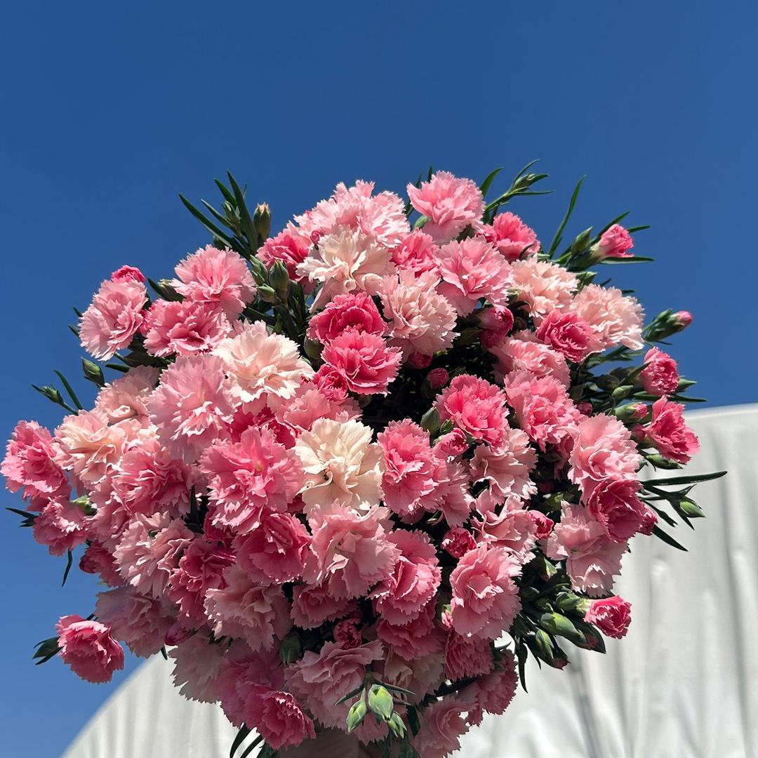 禧上花卉园艺