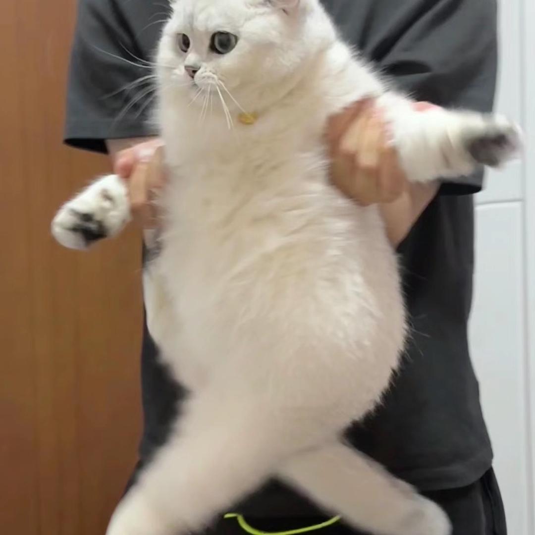 粉红耶耶(瘦腰版）