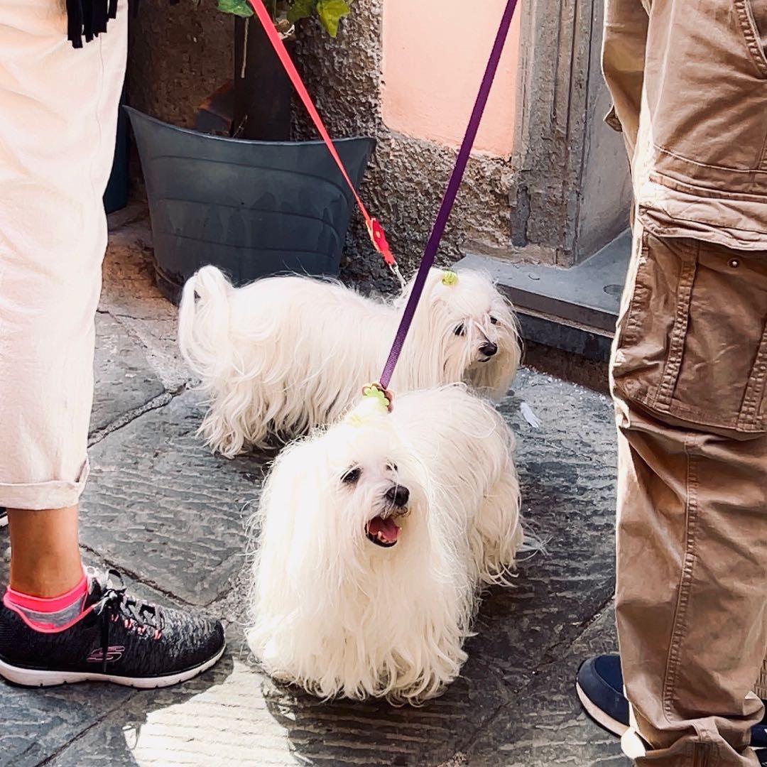 小叮做事小叮当