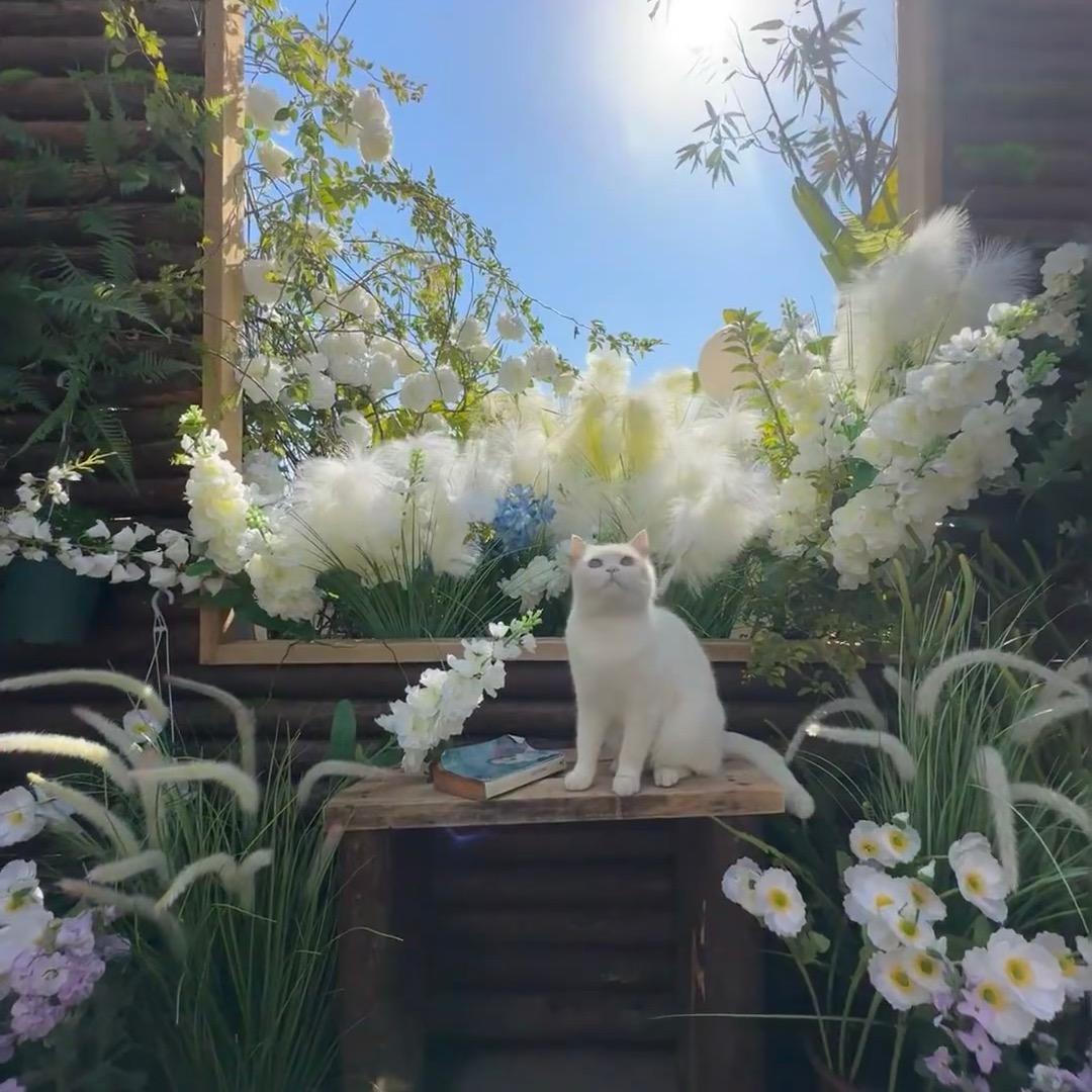 雾夏花卉