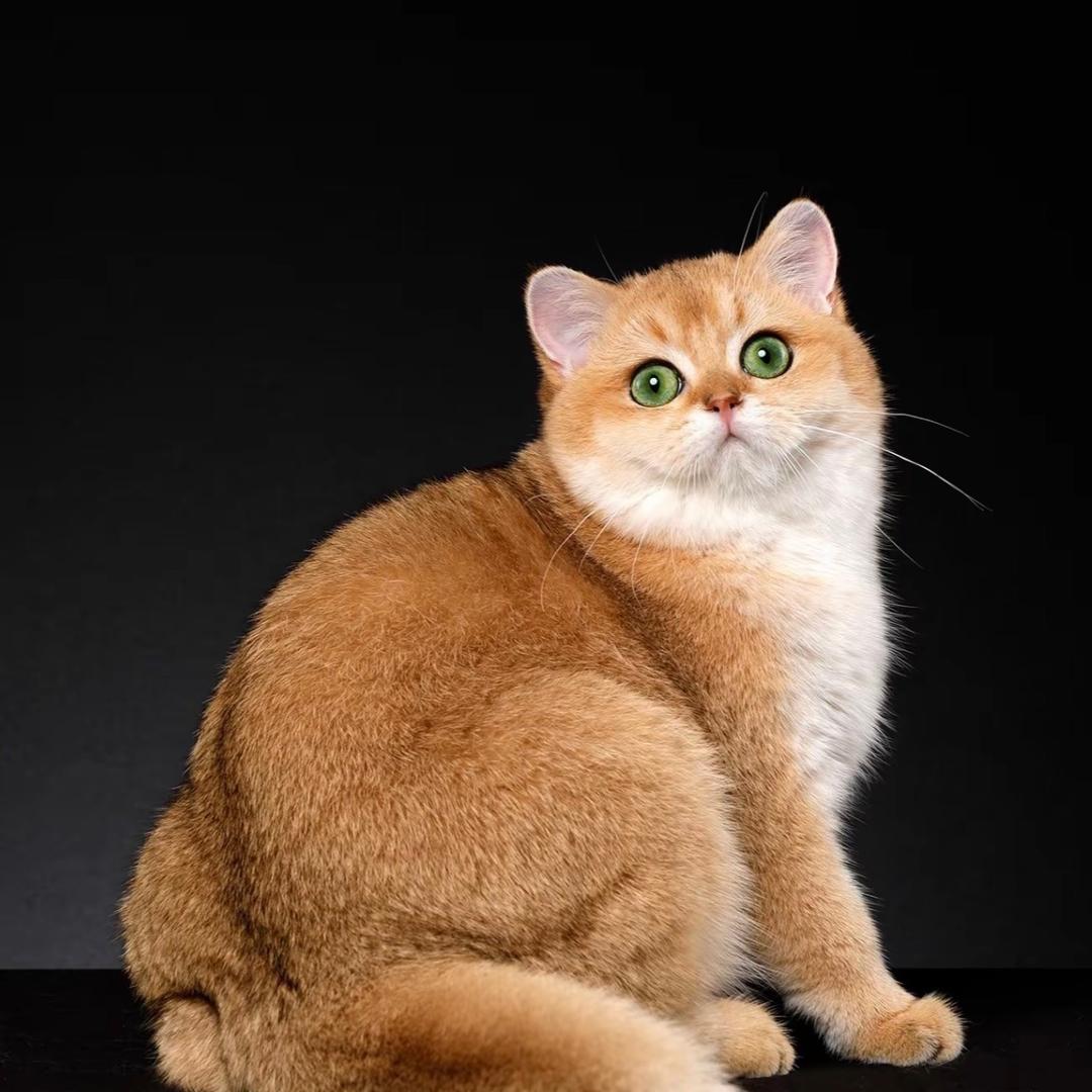 英短猫舍