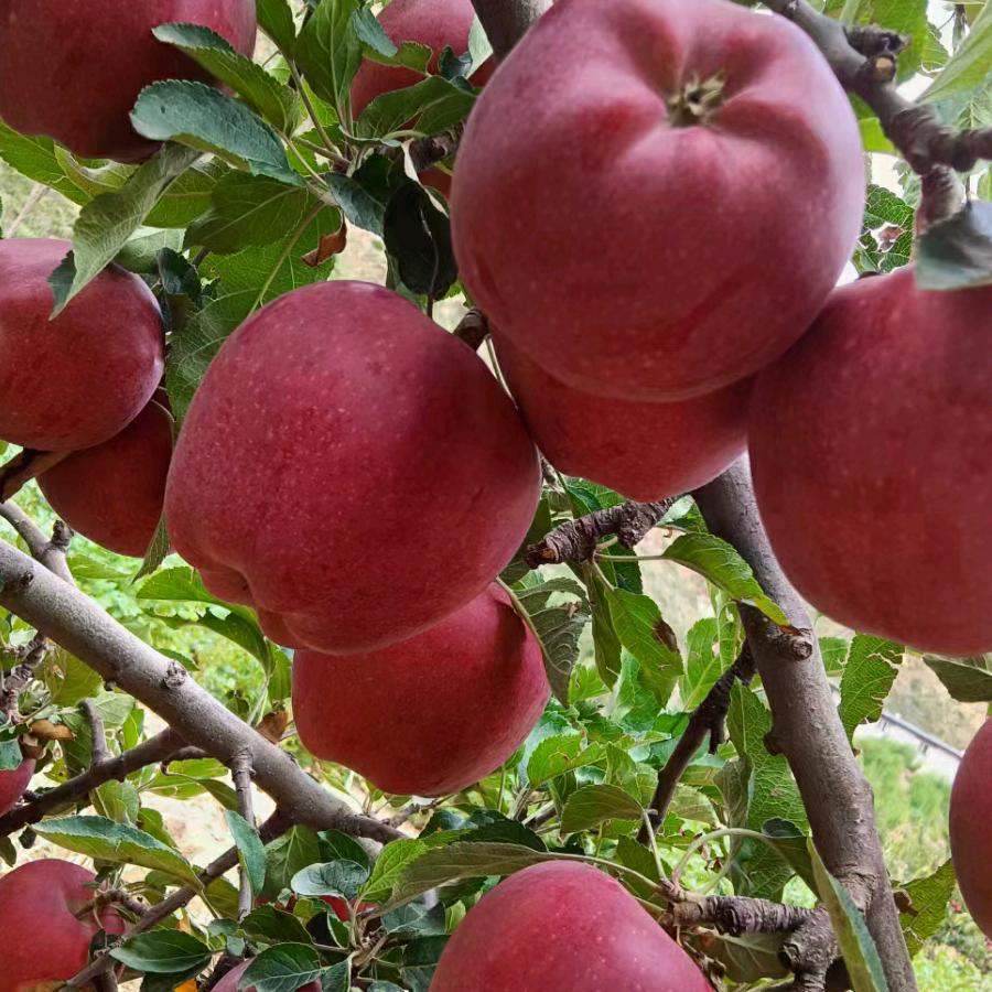 天水花牛苹果种植