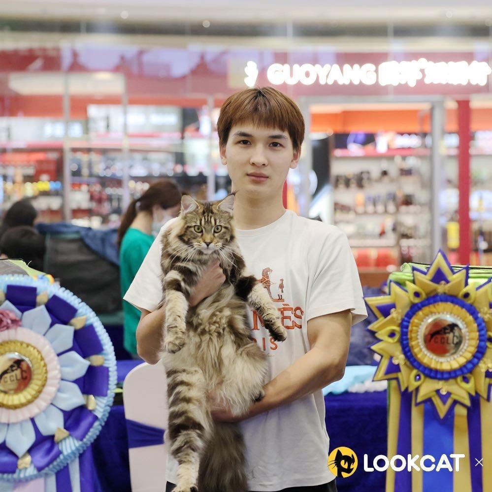 啊杨洗猫