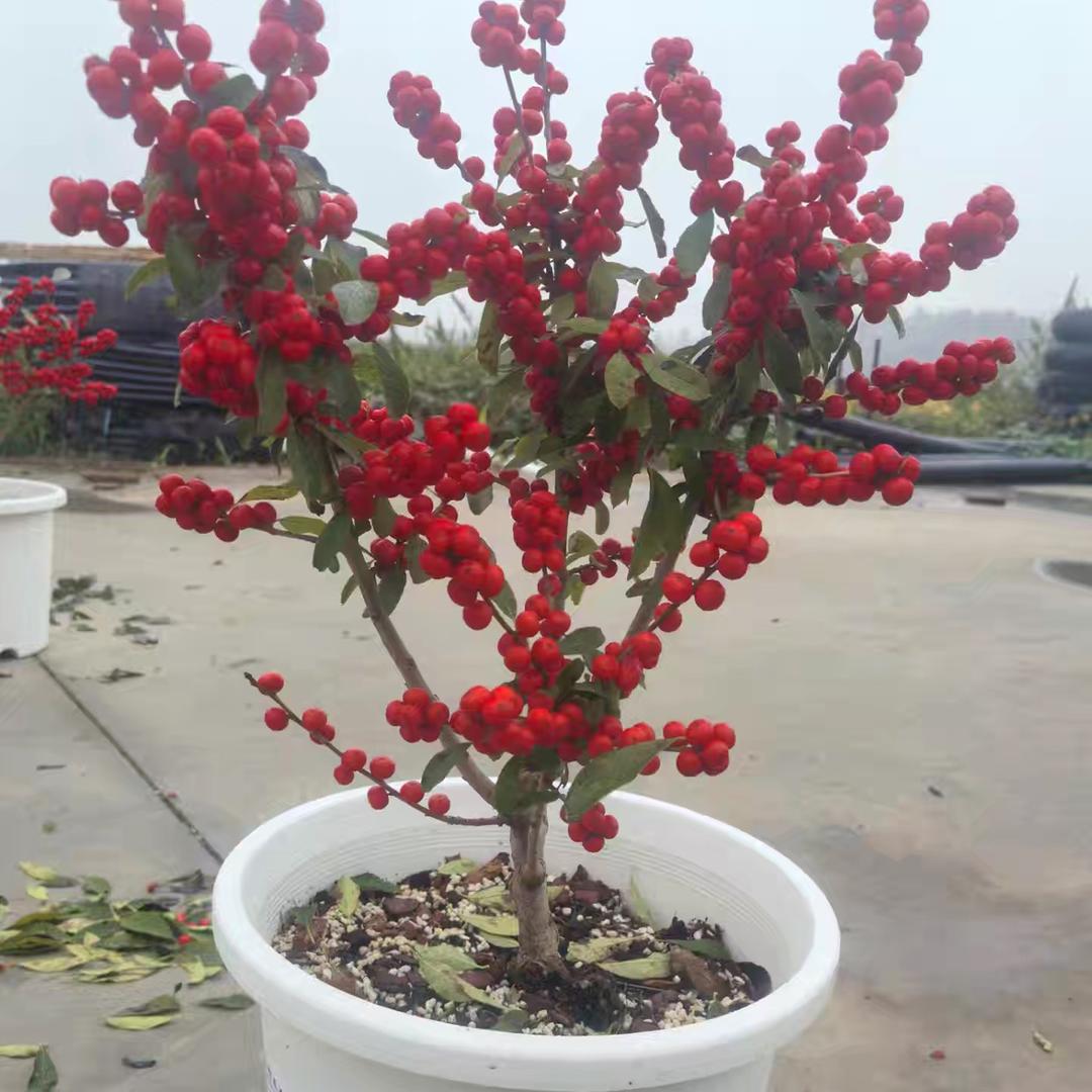 柏年好禾花卉苗木