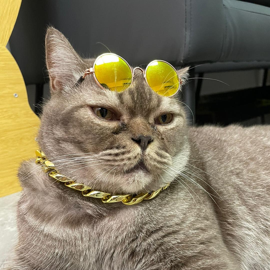 饭团是猫不是猪