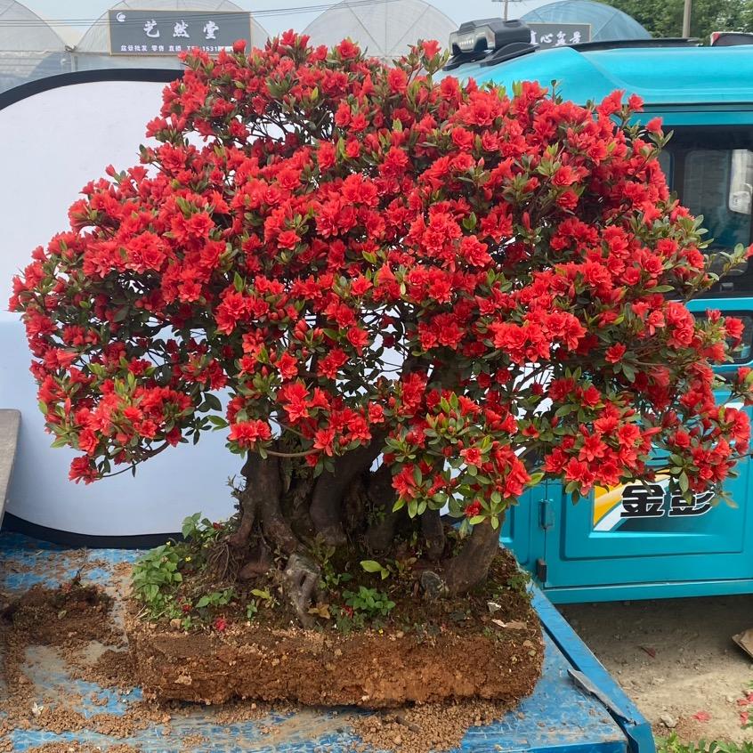 云诺花卉