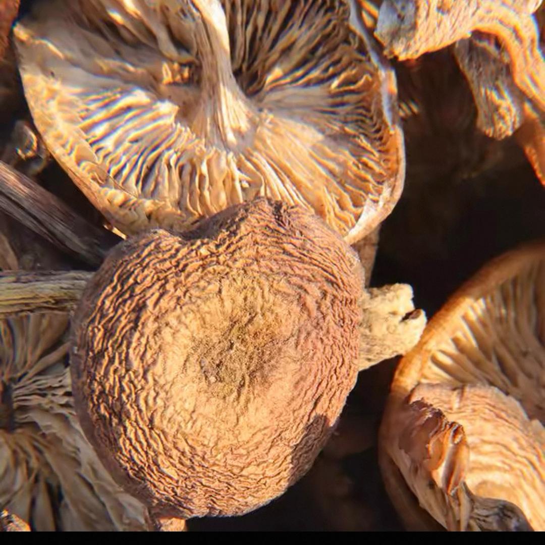 在村里的小阿航蘑菇