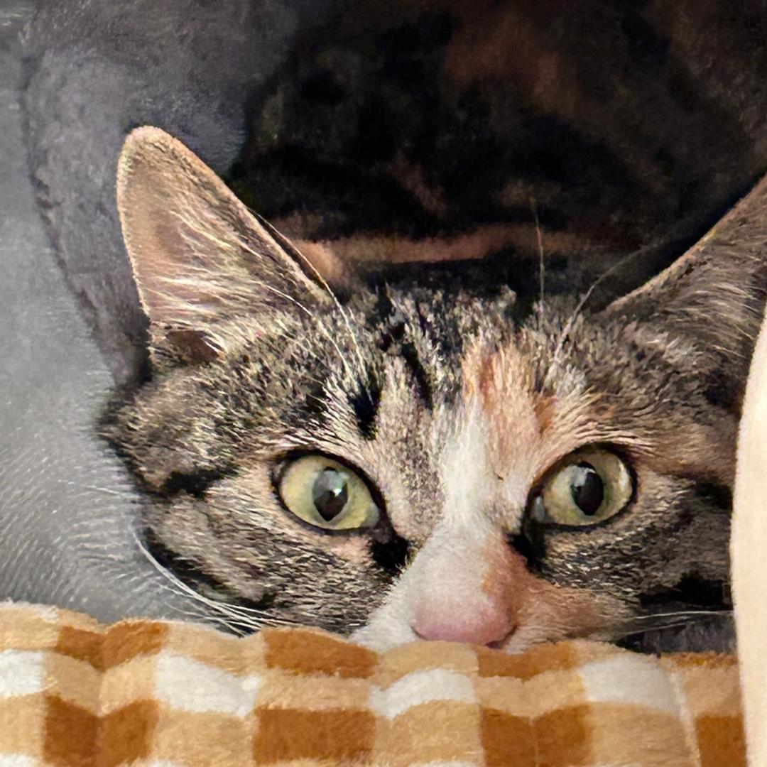 我养了八只猫（不想再捡猫版）