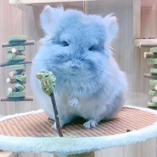 宠物猫掌柜龙猫