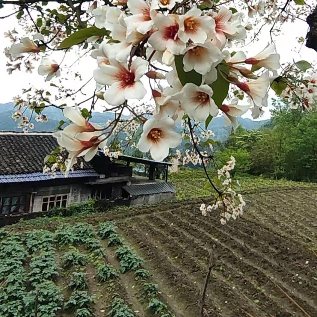 恩施农乡味土猪