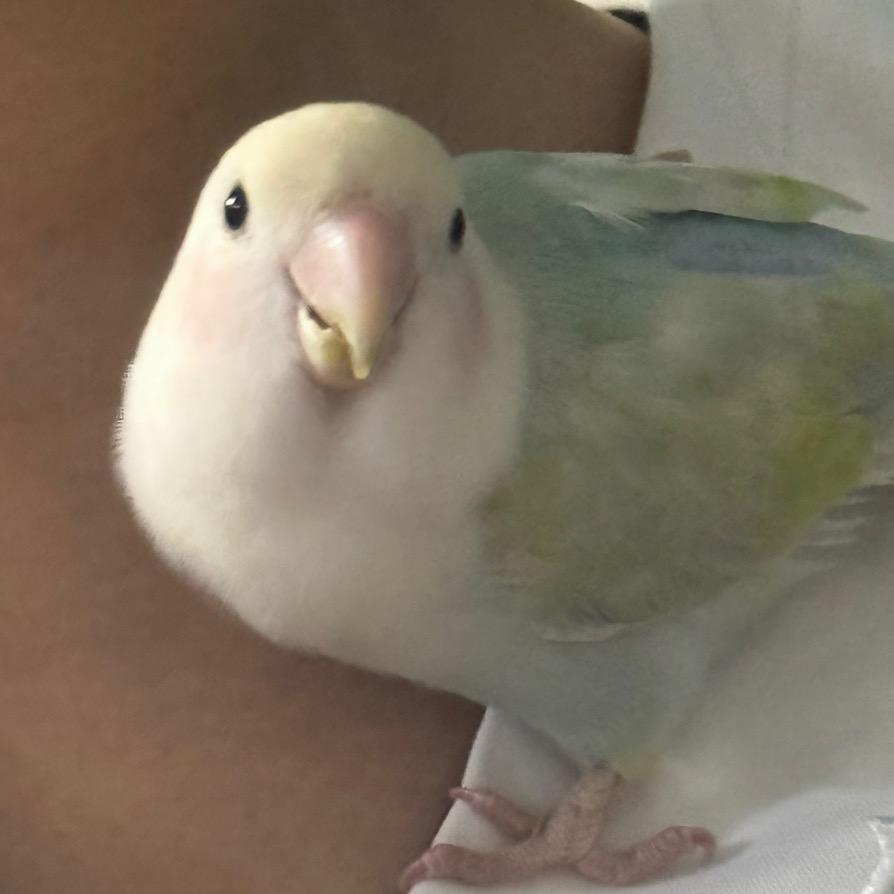 ✨果肉多超乖✨