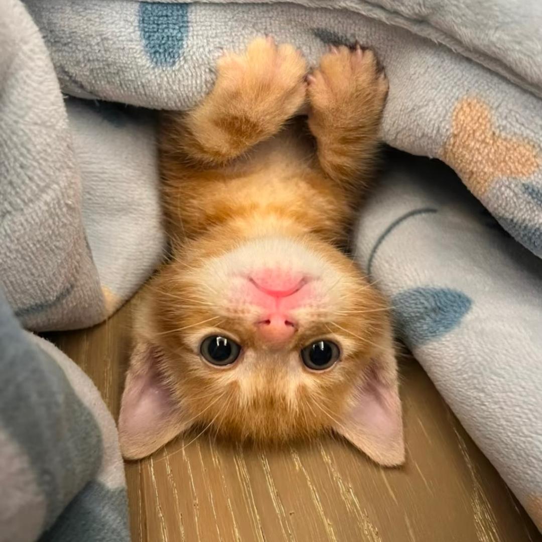 豆鲨包(๓´˘`๓)