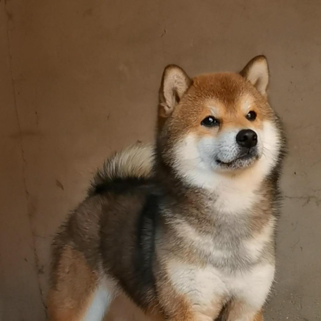 老杨家的豆柴基地(贰号间)🐶