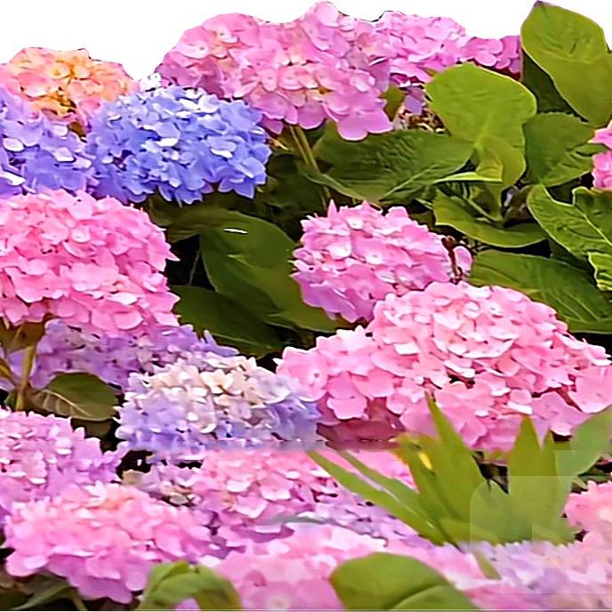 加如前-东风直播号