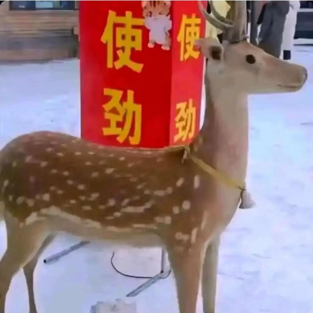 小鹿