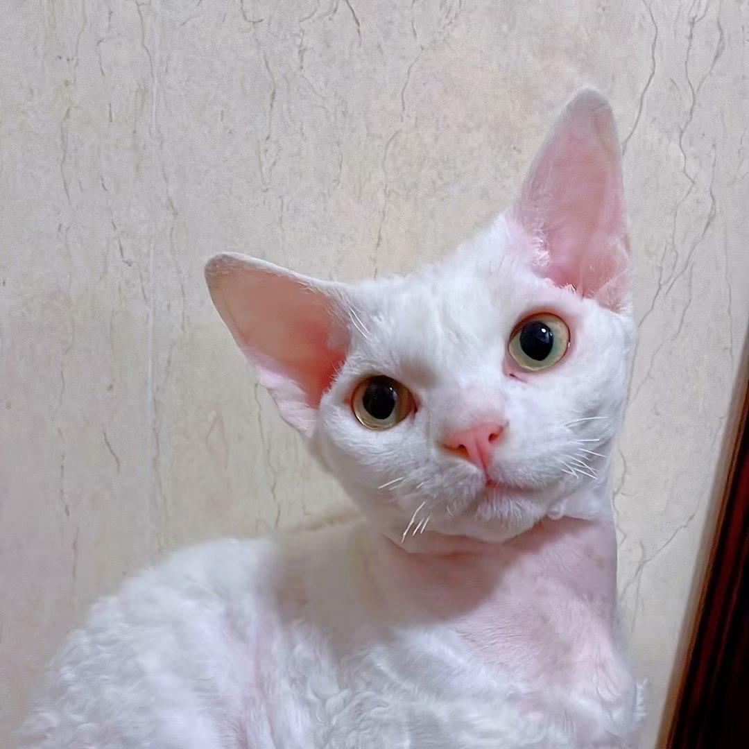 铁蛋-弦奈科技商家号