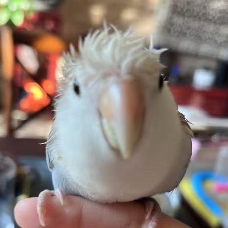 Morning爱吃脚🦜