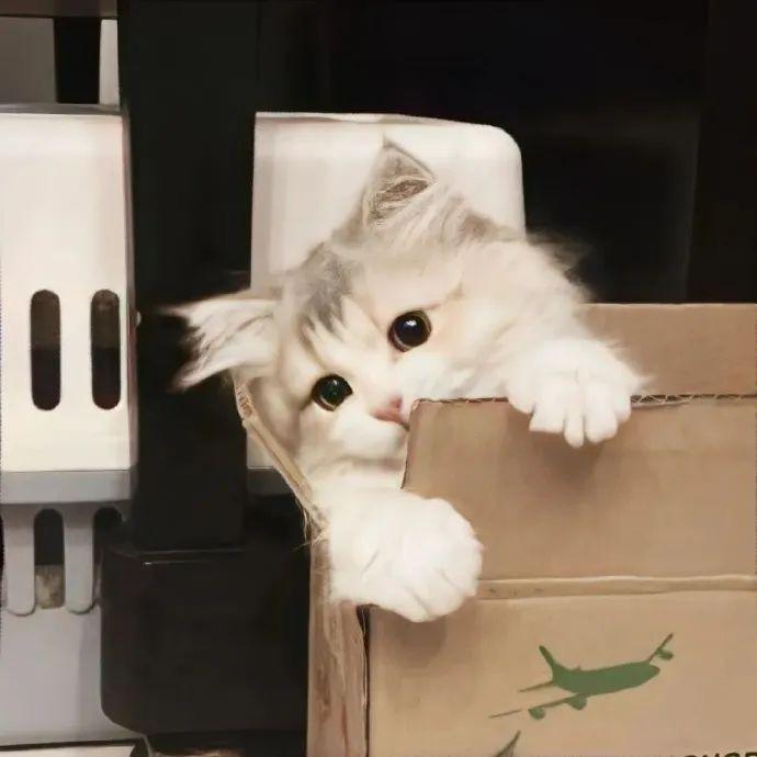 摆烂小梦🧚‍♀️