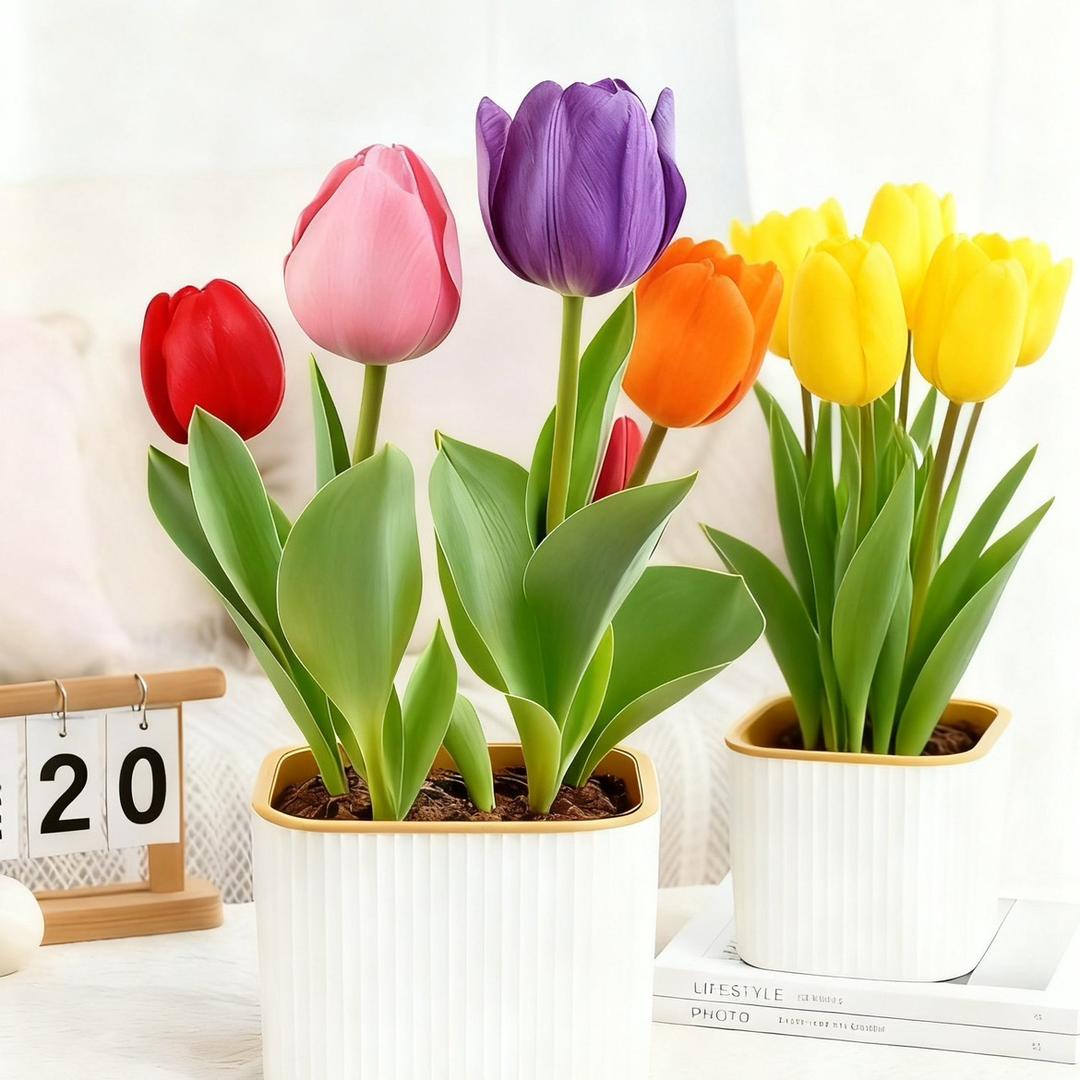 橘和柠种业严选店