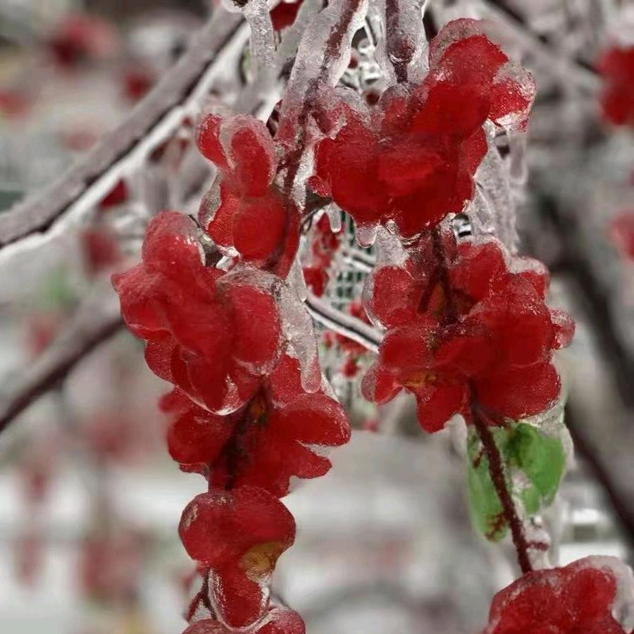 阿颖100，（11）