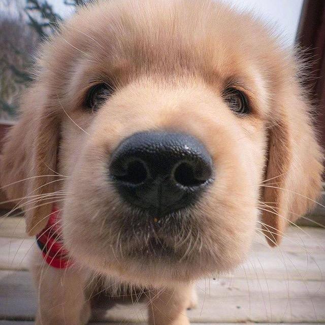 小磊狗的好物大赏