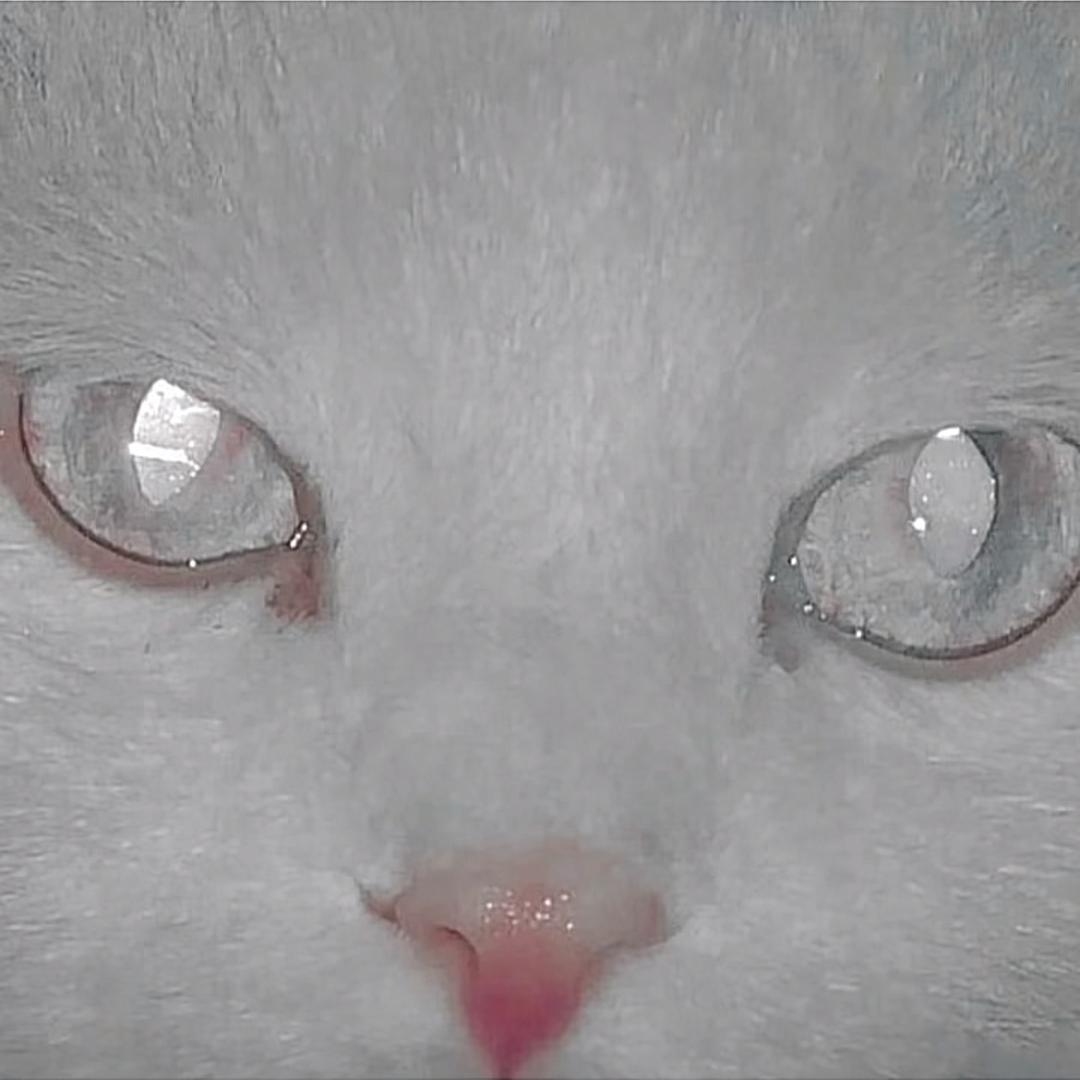 夏时意