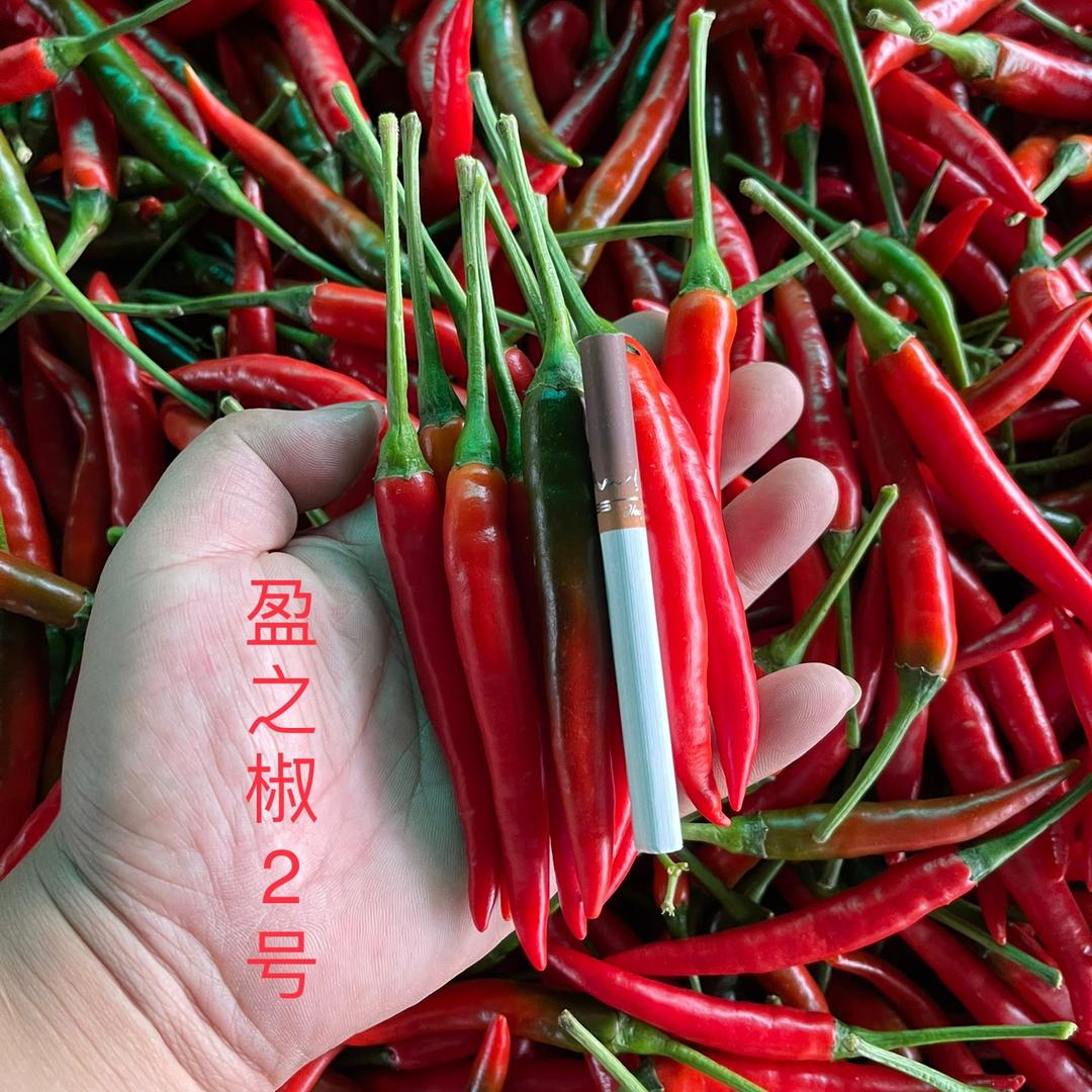 【石林辣椒第一村】盈之椒村长