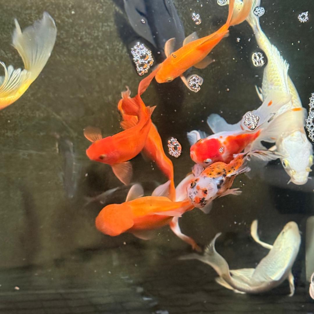 独娴静直播三号