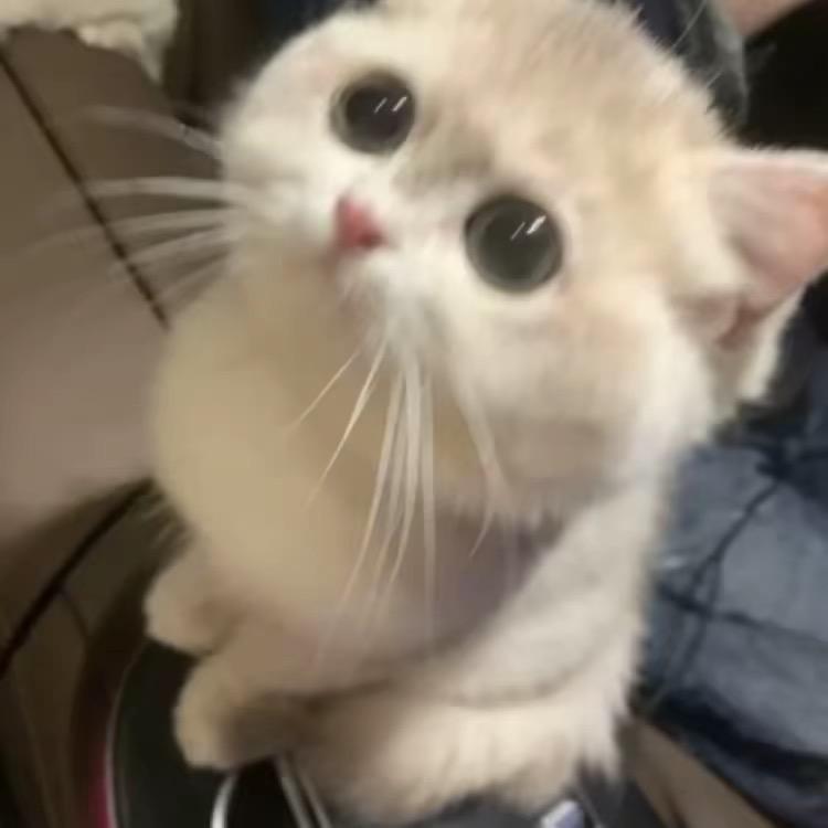 猫妹