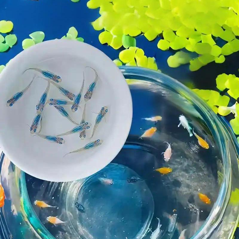渔乐水族甄选