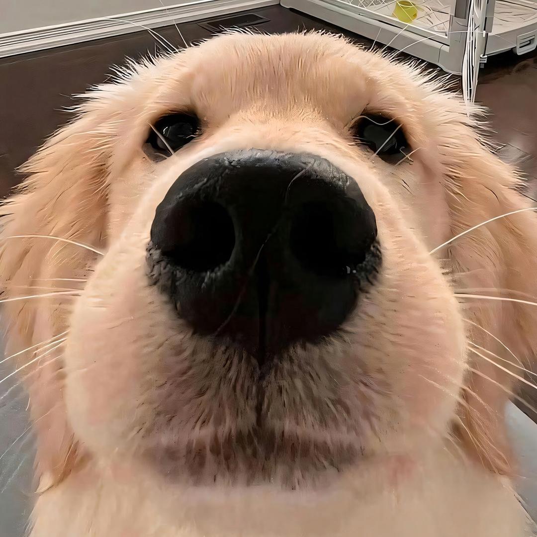 塔科夫老狗