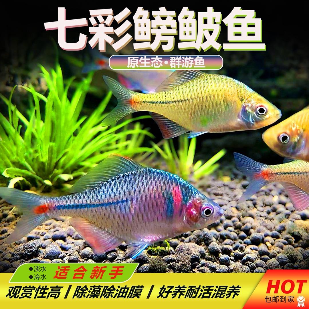 天然水域原生态水族基地