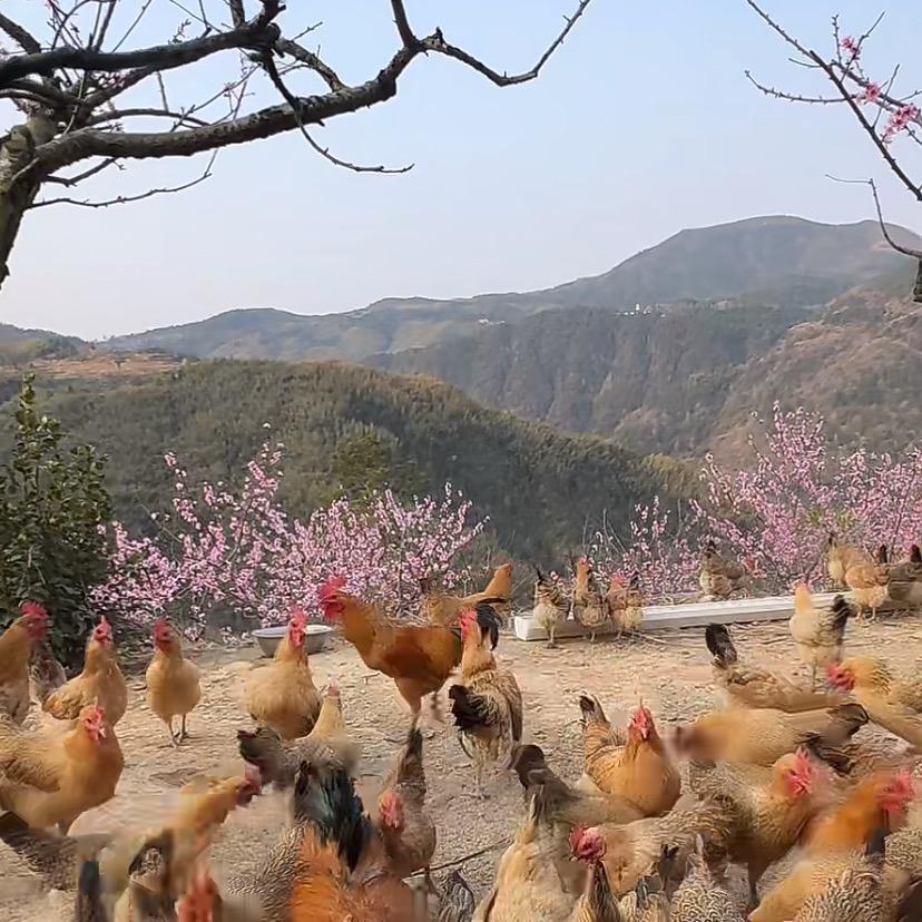 高山包猪婆
