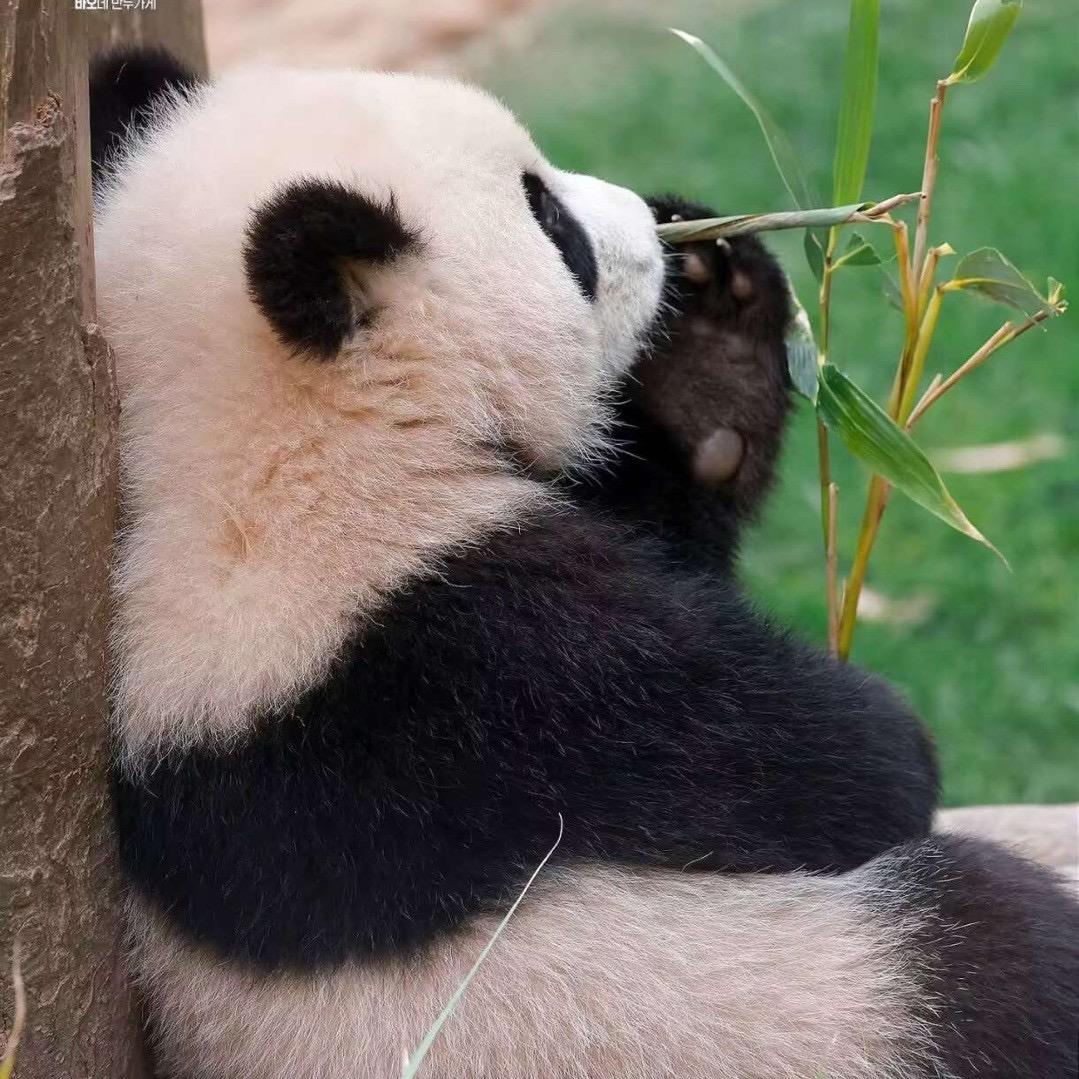 小刘不是吃货