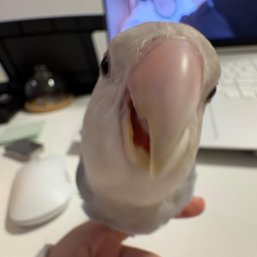 一口一个洒洒水