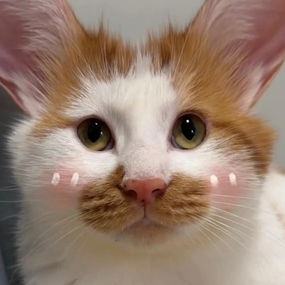 南瓜的喵喵日记