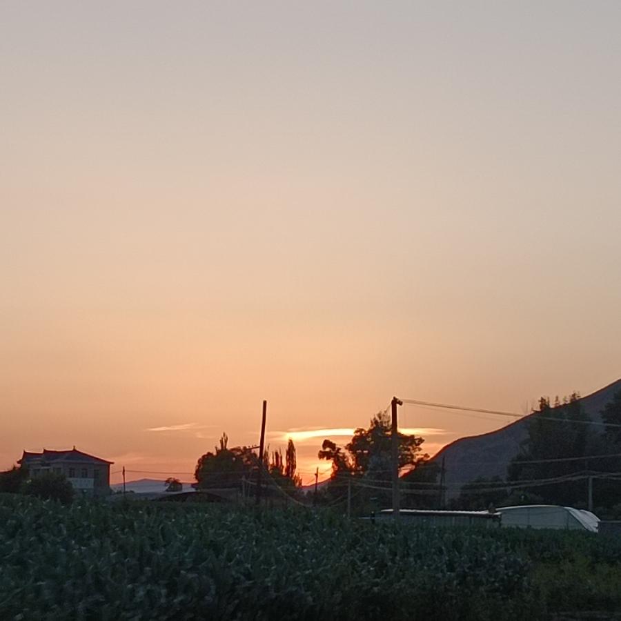 青葱记忆染指悲凉