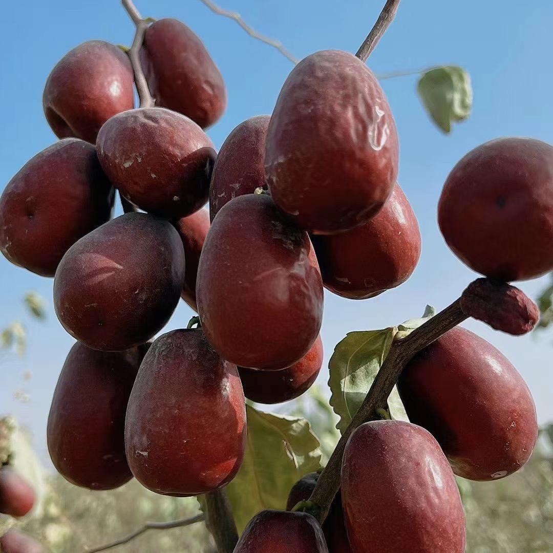 开心优选（新疆特产）