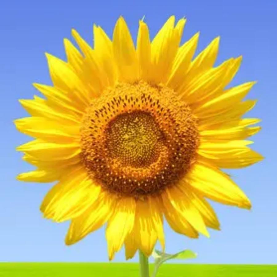 太阳花