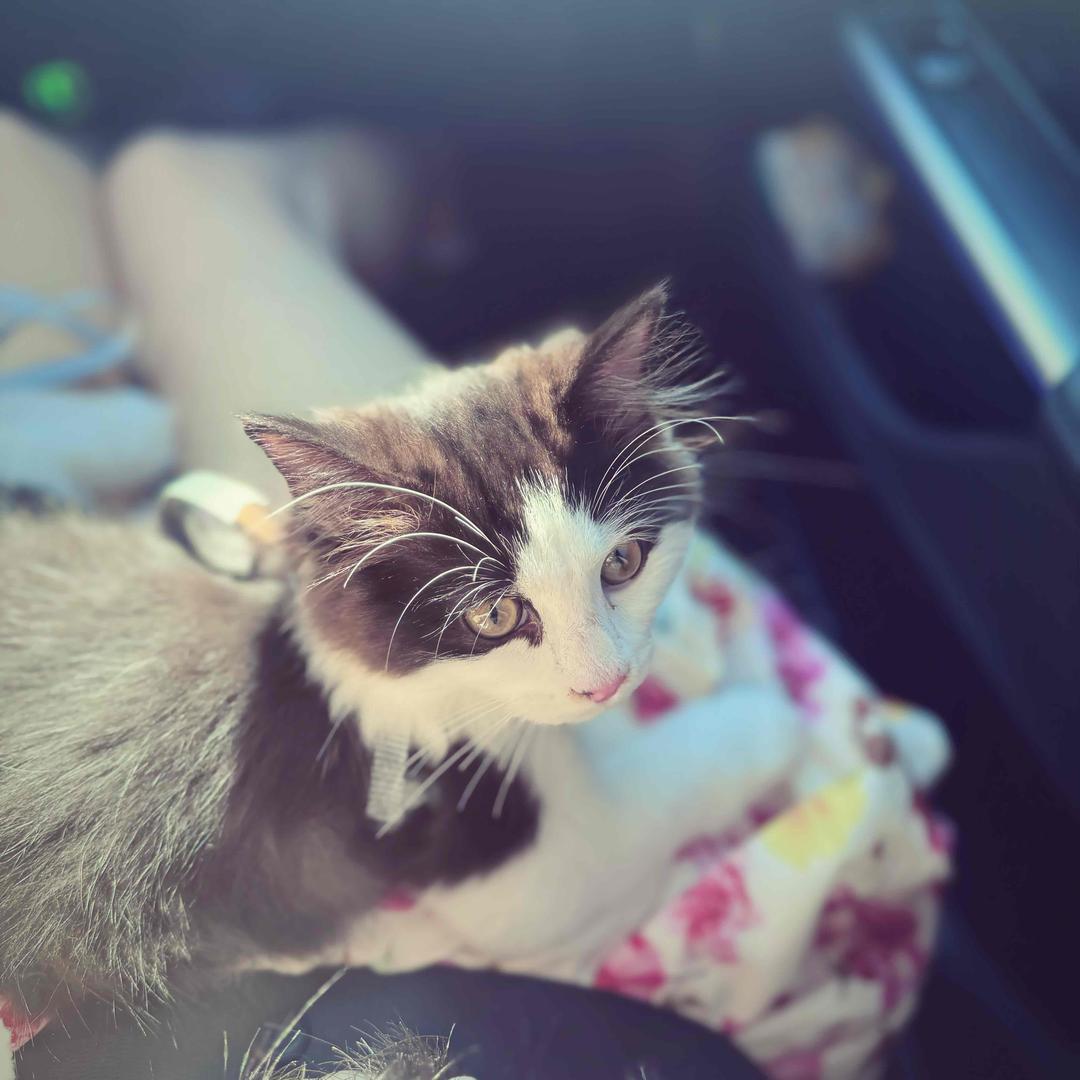baby