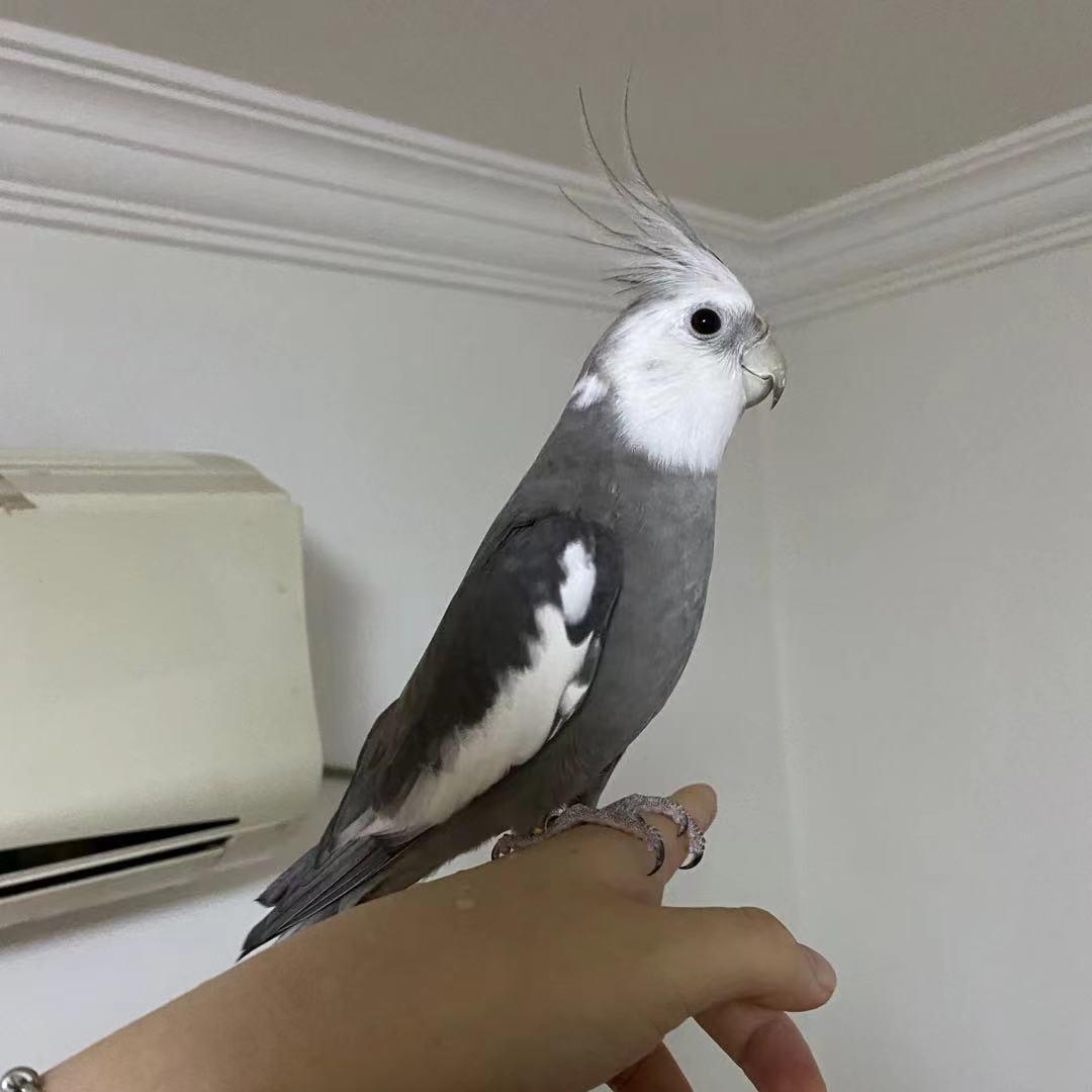 特色鹦鹉宠物小铺