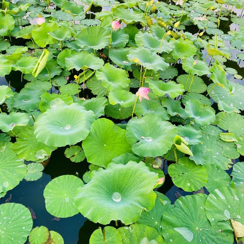 人眚袽🪷🌹畫