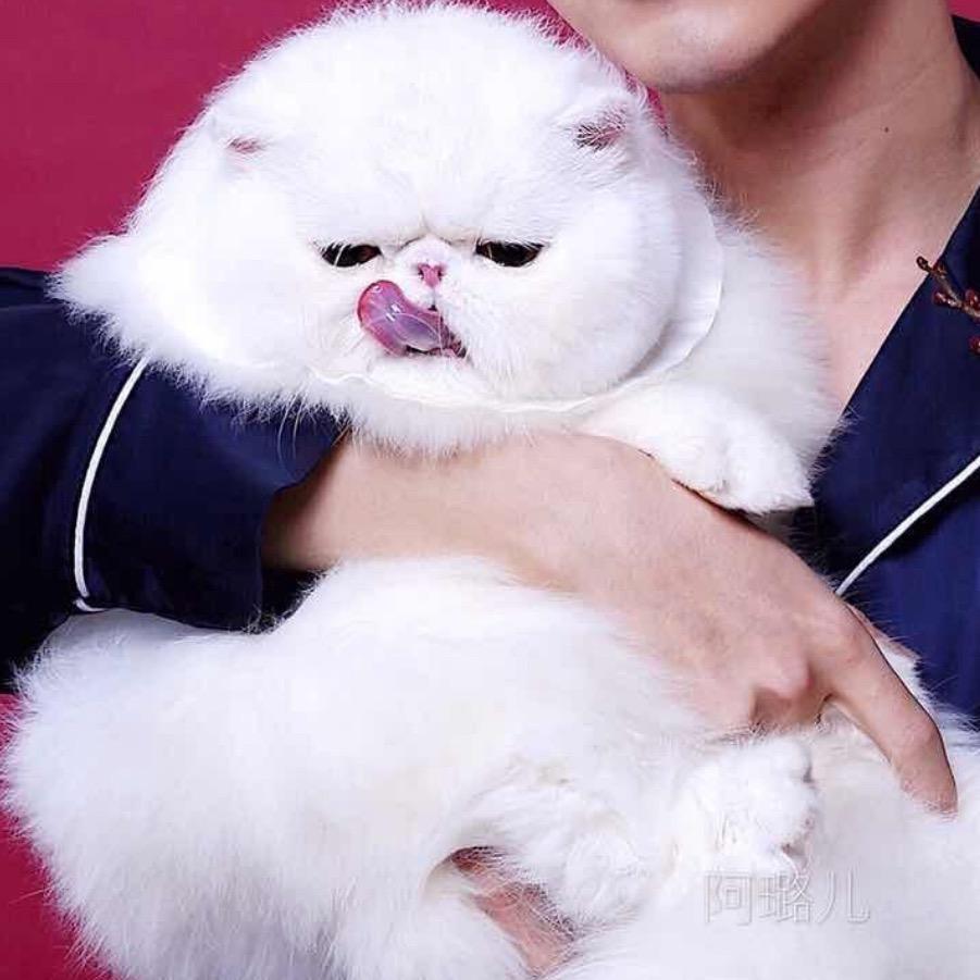 阿璐儿和大脸饼