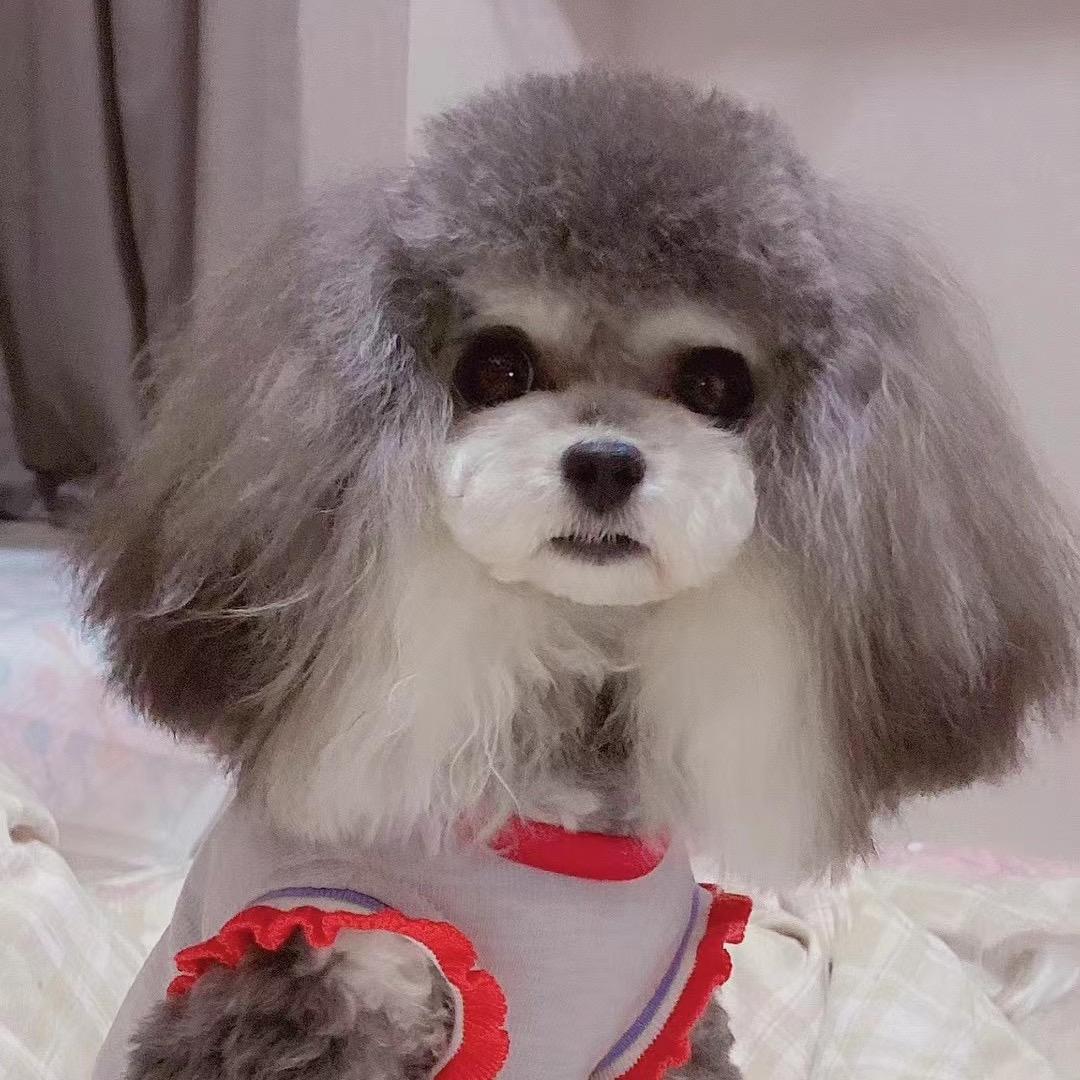 泡沫萌宠