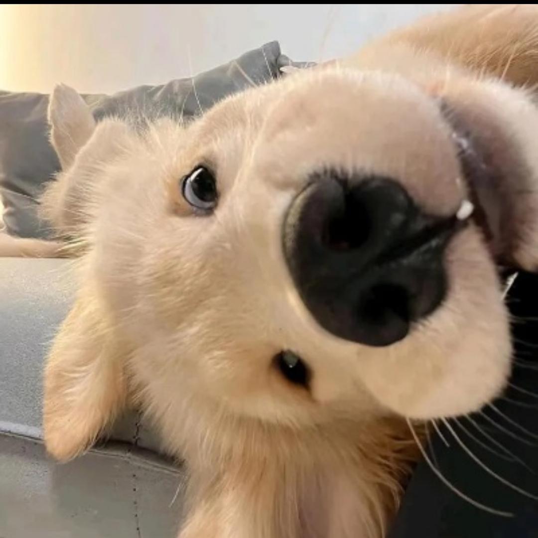 🐶🐱得吃饱啊