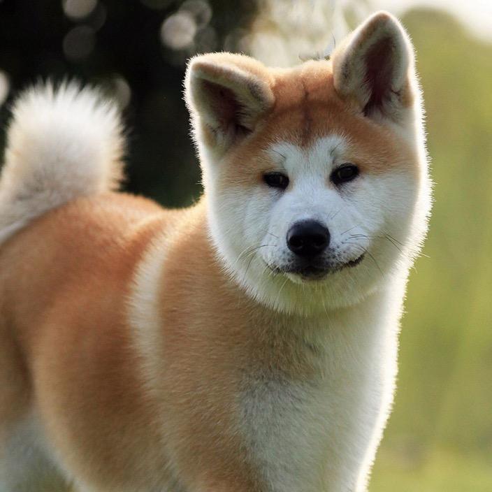 疡翼说狗