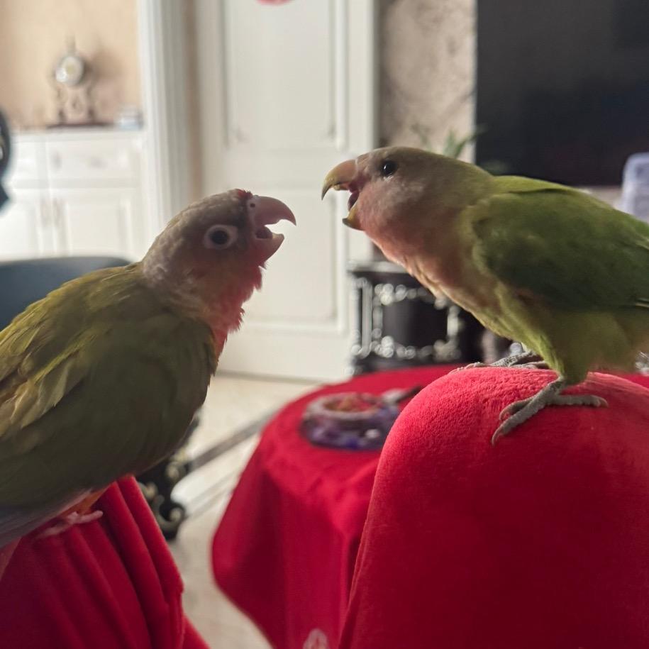 凤梨是只🐦吖