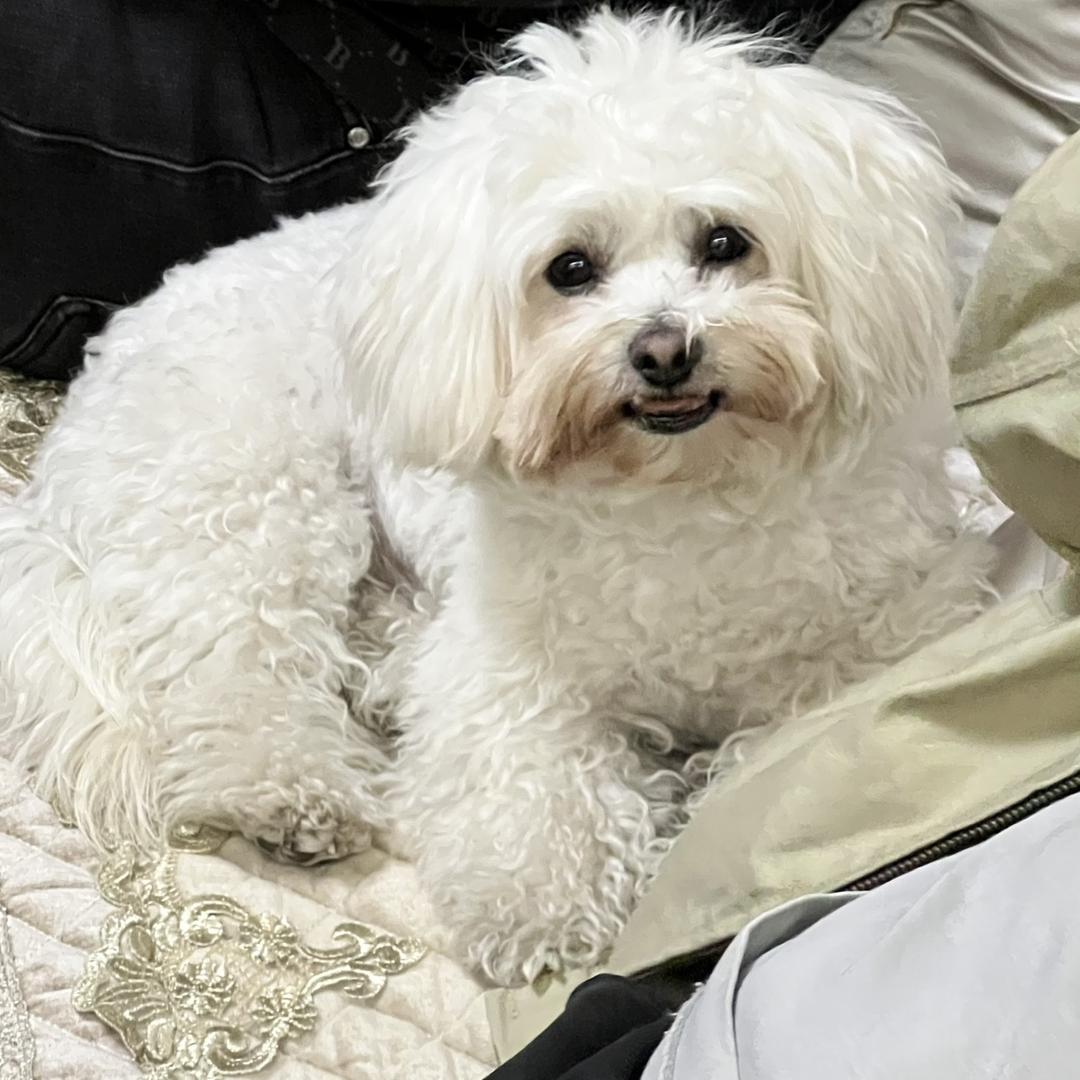 佩奇（三角洲唐人版）