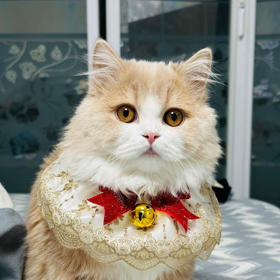 羔米是只夹子猫