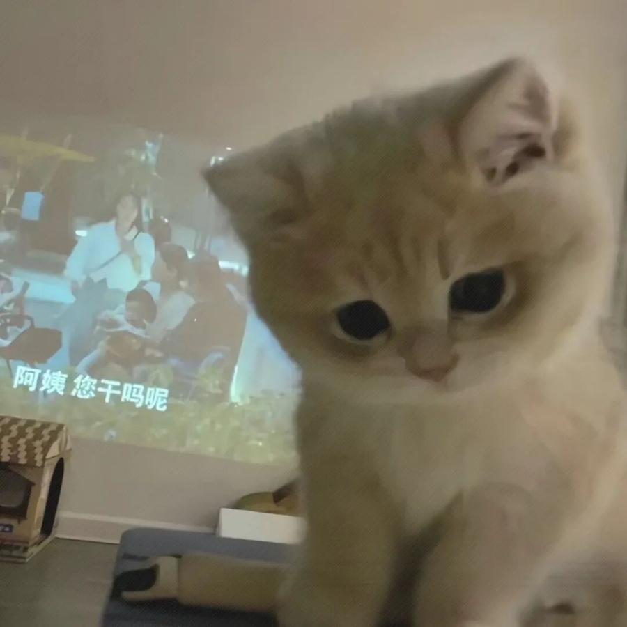 ₍˄·͈༝·͈˄*₎◞̑̑杨